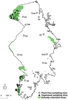 Invasive Aquatic Plants as <mark class="highlighted">Ecosystem Engineers</mark> in an Oligo-Mesotrophic Shallow Lake